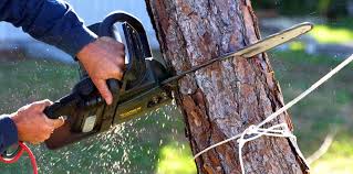 Best Palm Tree Trimming  in Tri Lakes, IN