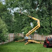 Best Tree Removal  in Tri Lakes, IN