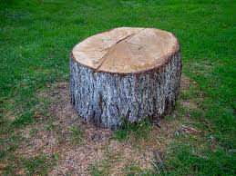 Trusted Tri Lakes, IN Tree Care Experts