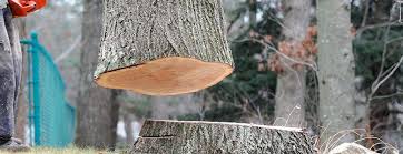 Best Tree Preservation Services  in Tri Lakes, IN