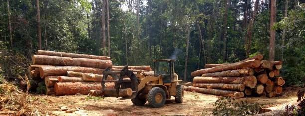 Best Tree Cabling and Bracing  in Tri Lakes, IN