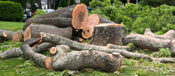 Best Leaf Removal  in Tri Lakes, IN