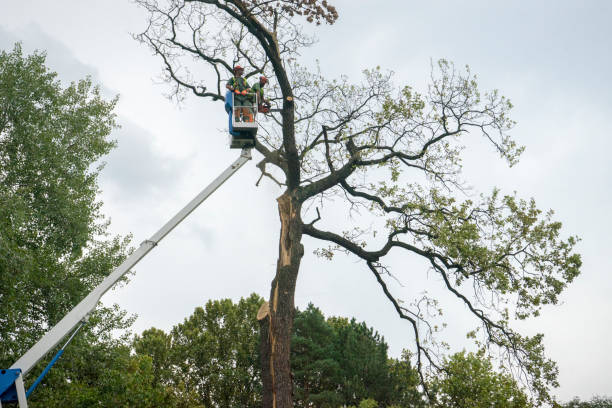 Best Tree Preservation Services  in Tri Lakes, IN
