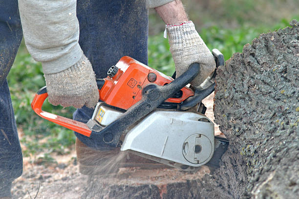  Tri Lakes, IN Tree Care Pros