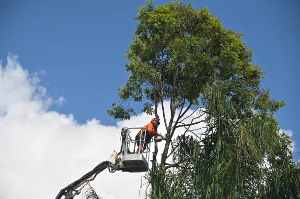 Best Weed Control  in Tri Lakes, IN