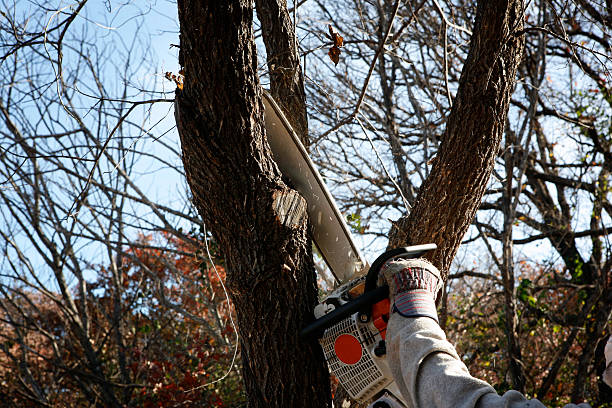 Best Tree Maintenance Programs  in Tri Lakes, IN