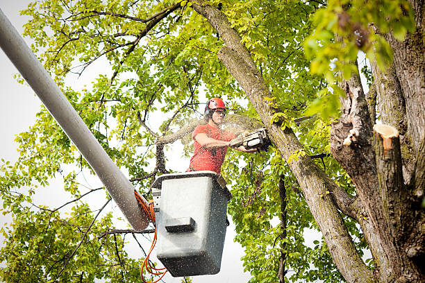 How Our Tree Care Process Works  in  Tri Lakes, IN