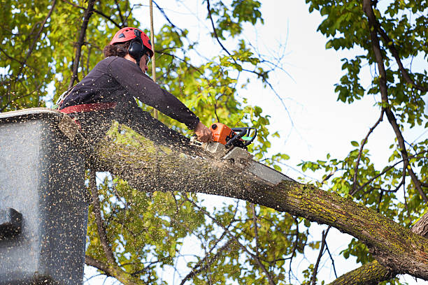 Best Tree Health Inspection  in Tri Lakes, IN