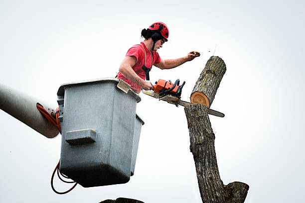Best Fruit Tree Pruning  in Tri Lakes, IN