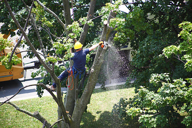 Best Emergency Tree Removal  in Tri Lakes, IN