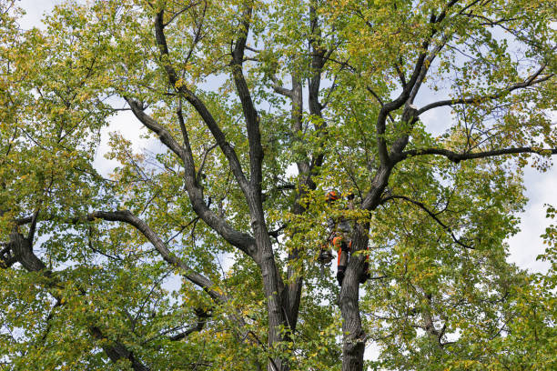 Best Tree Risk Assessment  in Tri Lakes, IN